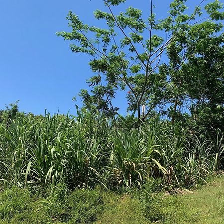 Green Queendom Farm And Lodging Oracabessa ภายนอก รูปภาพ