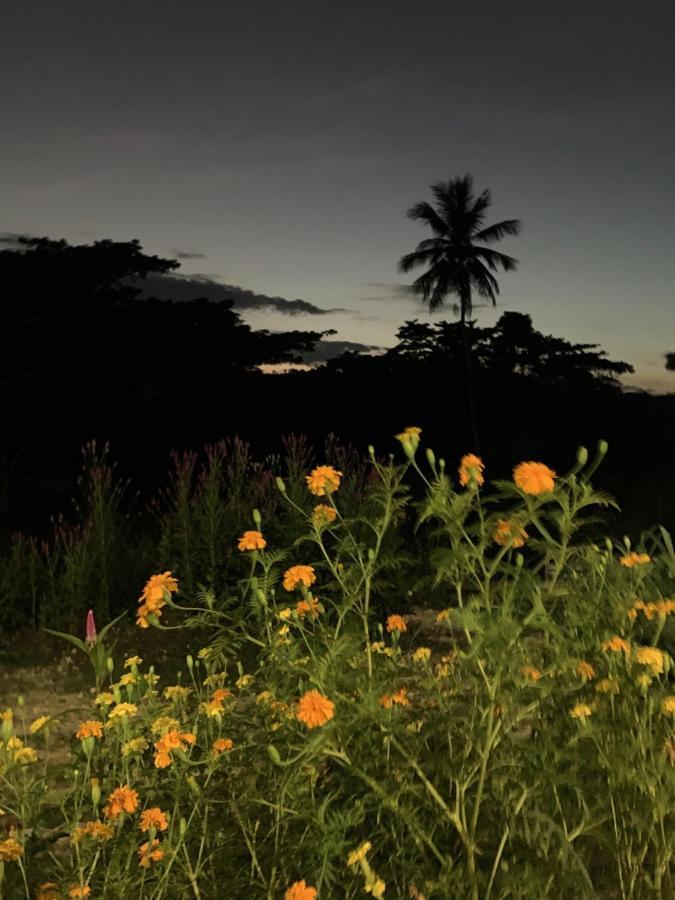 Green Queendom Farm And Lodging Oracabessa ภายนอก รูปภาพ
