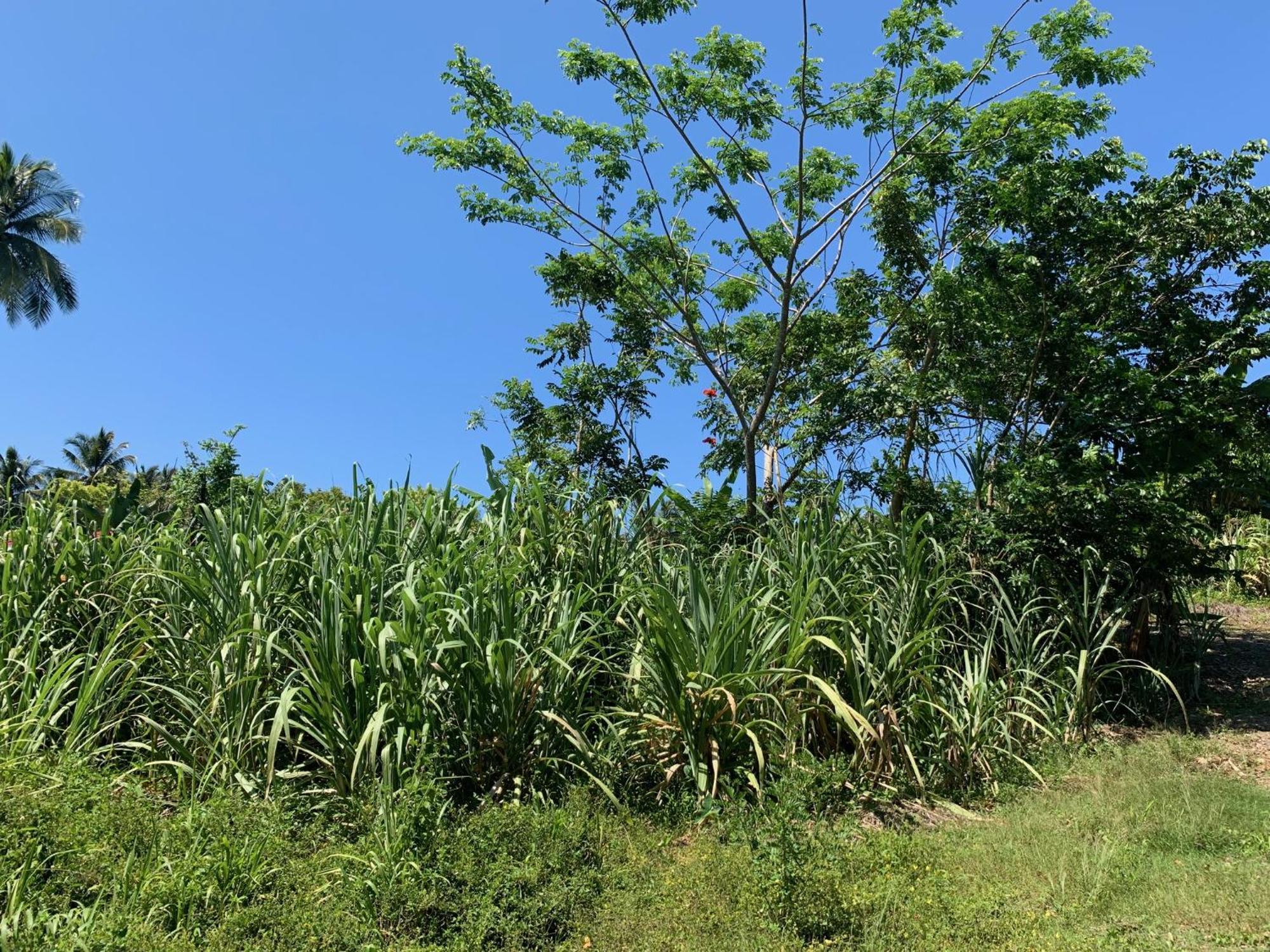 Green Queendom Farm And Lodging Oracabessa ภายนอก รูปภาพ